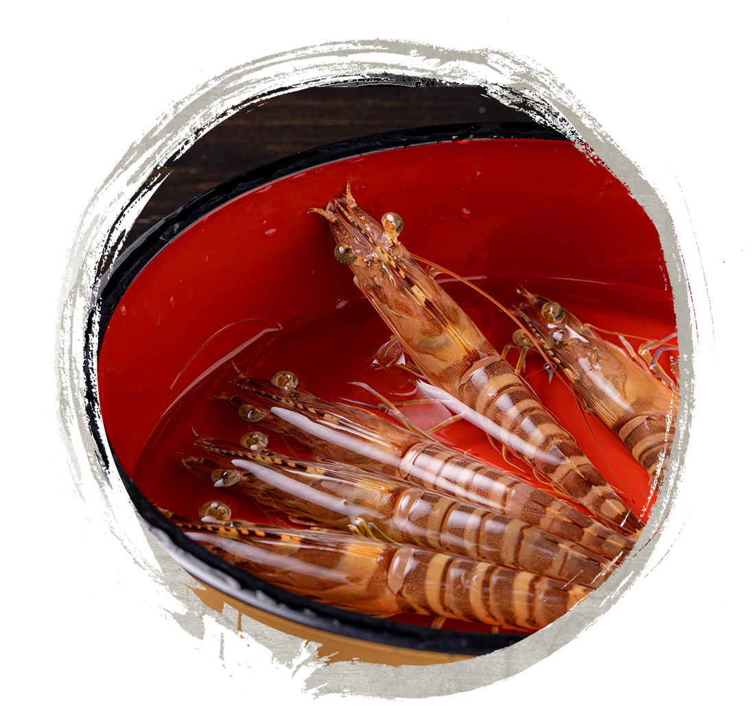  Live Kuruma Shrimp Odorigui